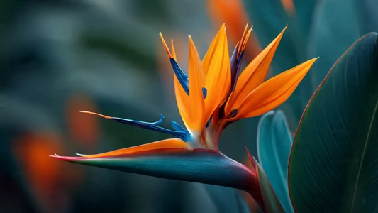 Cennet Kuşu Çiçeği (Strelitzia) Bakımı: Uçmaya Hazır Botanik Şaheseri
