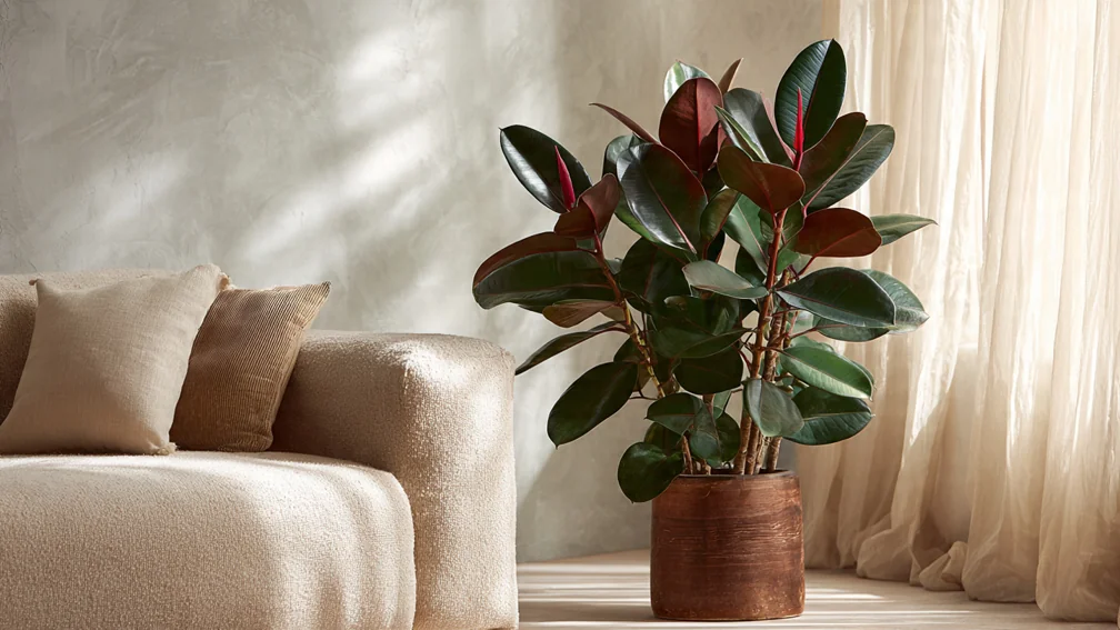 Kauçuk Çiçeği Bakımı: Parlak ve Dev Yapraklı Ficus Elastica