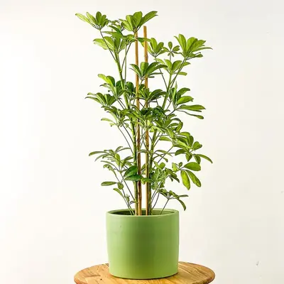 Altınova Bahçesi - Yeşil Saksıda Schefflera Sunumu - 1 (İşleniyor...)