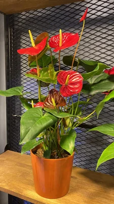 Ateş Çiçeği - Turuncu Antoryum (Anthurium) Aranjmanı - 1