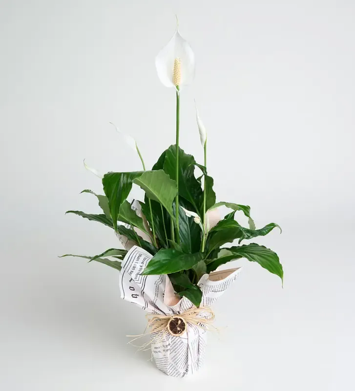 Barış Işığı - Modern Kağıtta Spathiphyllum (Barış Çiçeği) - Taze ve Özel Tasarım Çiçekler