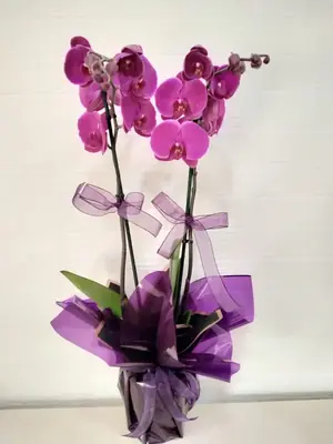 Cunda Büyüsü - Mor Asalet Phalaenopsis Orkide - 1 (İşleniyor...)