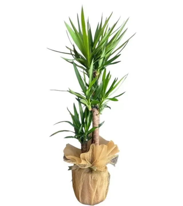 Ege Esintisi - Burlap Kaplı Yucca Bitkisi - Taze ve Özel Tasarım Çiçekler
