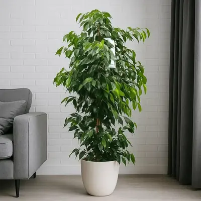 Huzur Köşesi - Büyük Boy Ficus Benjamina - 1 (İşleniyor...)