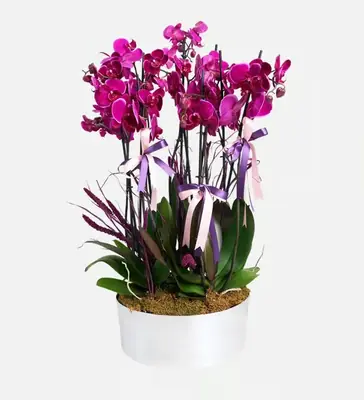 Sarımsaklı Yıldızı - Canlı Magenta Orkide Sunumu - 1 (İşleniyor...)
